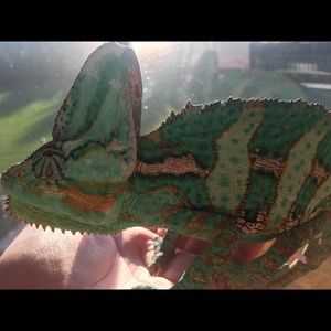 Meet your Posher, Trevor